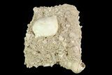 Eocene Aged Gastropod (Globularia) - Damery, France #73804-1